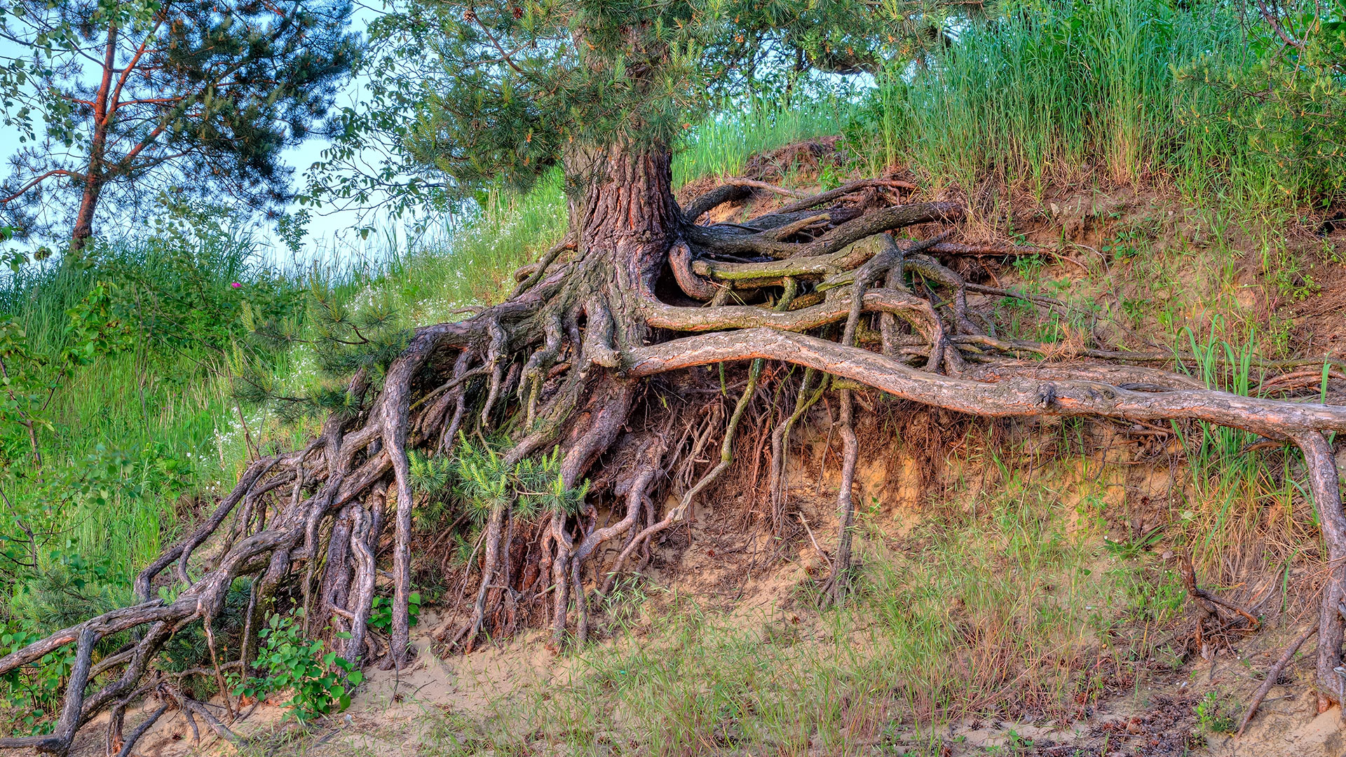 natural-shoreline-love-your-lake